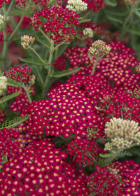 Achillea millefolium 'Paprika'